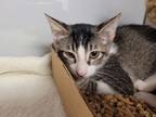 Adopt Timothy a Domestic Short Hair