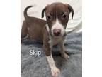 Adopt Skip a Terrier, Mixed Breed