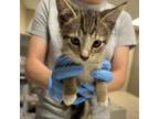 Adopt Tinky Winky a Domestic Short Hair