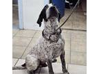 Adopt Blue a Bluetick Coonhound