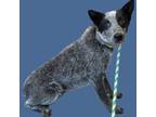 Adopt Hudson a Cattle Dog, Mixed Breed