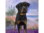 Adopt King a Rottweiler