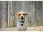 Adopt Wyatt a Parson Russell Terrier, Beagle
