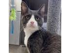 Adopt Jefe a Domestic Short Hair