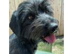 Adopt Henry a Terrier, Mixed Breed