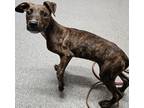Adopt Speeder a Italian Greyhound