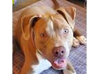 Adopt Puppy ARCHIE a Pit Bull Terrier