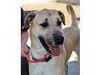 Adopt Jack a Great Dane, Mixed Breed