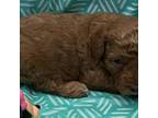 Mutt Puppy for sale in Leicester, NC, USA