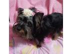 Yorkshire Terrier Puppy for sale in Eclectic, AL, USA