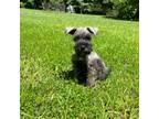 Schnauzer (Miniature) Puppy for sale in Bolivar, MO, USA