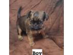 Brussels Griffon Puppy for sale in Mansfield, TX, USA