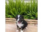 Australian Shepherd Puppy for sale in Jonesville, LA, USA