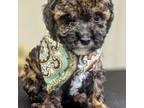 Poodle (Toy) Puppy for sale in Tollesboro, KY, USA