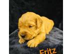 Golden Retriever Puppy for sale in Rockville, NE, USA