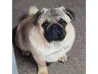 Pugs to be