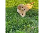 Golden Retriever Puppy for sale in San Jacinto, CA, USA