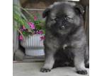 Keeshond Puppy for sale in Nappanee, IN, USA