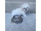 Shih Tzu Puppy for sale in Marietta, GA, USA