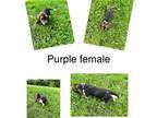 Purple female