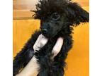 Poodle (Toy) Puppy for sale in Apopka, FL, USA