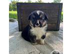 Pembroke Welsh Corgi Puppy for sale in Wytheville, VA, USA