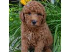 Mutt Puppy for sale in Celina, OH, USA