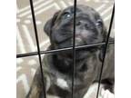 Cane Corso Puppy for sale in Decatur, IL, USA