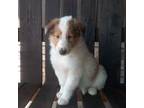 Bearded Collie Puppy for sale in Sugarcreek, OH, USA