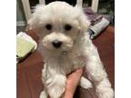 Maltese Puppy for sale in Caseyville, IL, USA