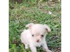 Chihuahua Puppy for sale in Paris, TX, USA