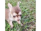 Chihuahua Puppy for sale in Paris, TX, USA