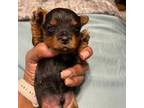 Yorkshire Terrier Puppy for sale in Conyers, GA, USA