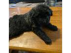 Mutt Puppy for sale in Champaign, IL, USA