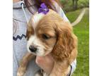 Cocker Spaniel Puppy for sale in Gaithersburg, MD, USA