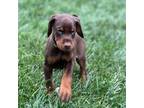 Doberman Pinscher Puppy for sale in Olathe, KS, USA