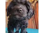 Labradoodle Puppy for sale in Appleton, WI, USA