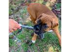 Boxer Puppy for sale in Loxahatchee Groves, FL, USA
