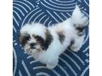 Shih Tzu Puppy for sale in Mason, OH, USA