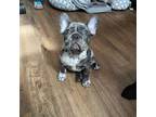 French Bulldog Puppy for sale in North Caldwell, NJ, USA