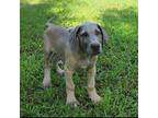 Great Dane Puppy for sale in Saffell, AR, USA