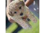 Shih-Poo Puppy for sale in Dyersville, IA, USA