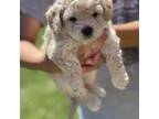 Shih-Poo Puppy for sale in Dyersville, IA, USA