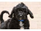 Adopt Woodhouse a Golden Retriever, Standard Poodle