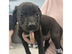 Adopt Bogey a Terrier, Labrador Retriever