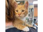 Adopt Nom (Bonded with Om) a Domestic Short Hair