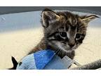Jax Domestic Shorthair Kitten Male
