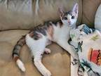 Remo Domestic Shorthair Kitten Female