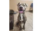 Adopt Pixar a Pit Bull Terrier, Mixed Breed