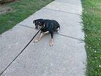 LITTLE GIRL Jack Russell Terrier Adult Female